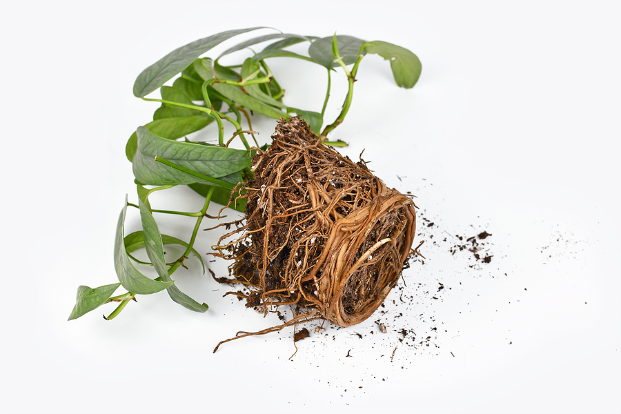 A bedraggled pot bound potted plant lying on its side with tangled roots exposed, symbolising feeling stuck or outgrowing your current situation.